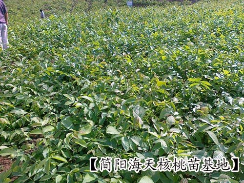 中国最好的核桃苗，海天农牧基地核桃苗批发