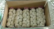 供应优质大蒜-徐州农副产品产品质量