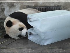 特价降温干冰济南厂家供应价格最优惠，值得推荐