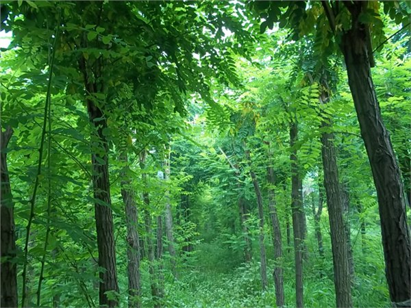 俊良园林基地出售山东8-9公分香花槐【泰安香花槐