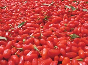 纯天然枸杞子效果好 农旺产品最优质