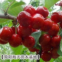 批发适合全国多滴种植的高产车厘子苗，车厘子苗基地
