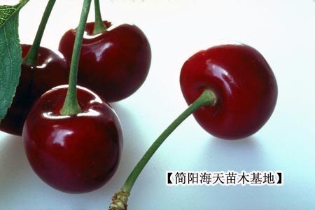 大樱桃，进口车厘子苗,宾莹车厘子