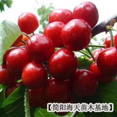大樱桃苗新品种，海天农牧供应优质大樱桃苗