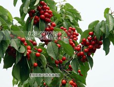 大樱桃苗，基地培育大樱桃苗，品质保障