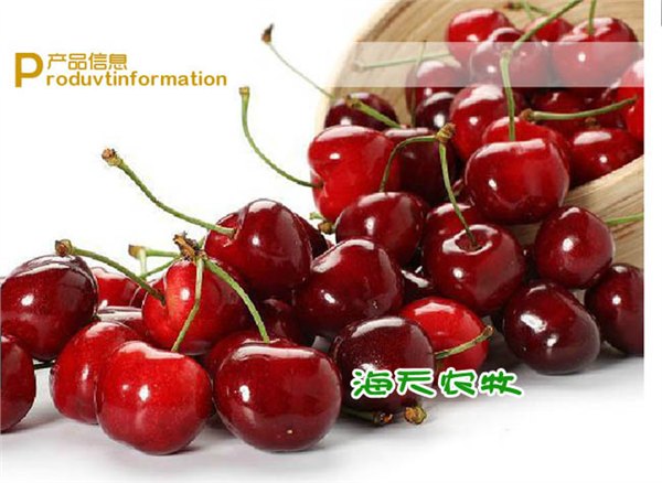 车厘子树苗品种,新品种车厘子苗,嫁接车厘子苗