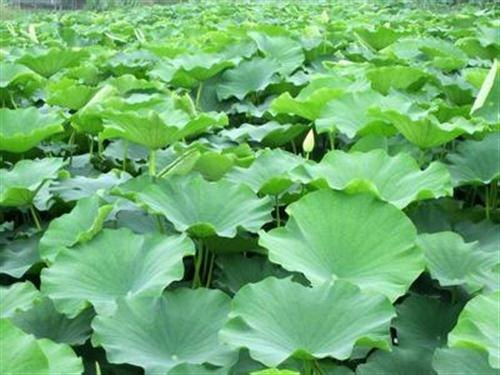 防渗膜水产防渗膜图保美塑业