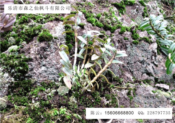 节后调理肠胃不适、失眠上火 铁皮石斛超给力