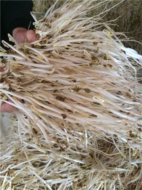 芽苗机_大型豆芽淋水线芽苗机图_青州庆华豆芽机