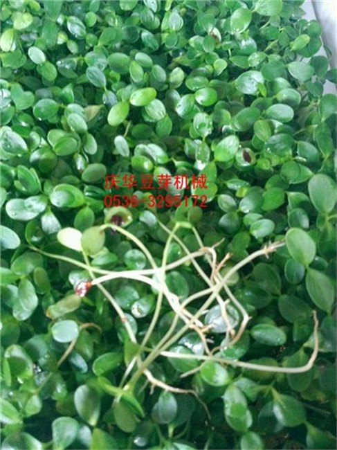 青州庆华豆芽机清洗机筛皮机_全自动富硒花生芽机_花生芽机