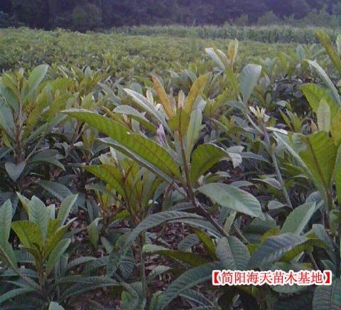 枇杷苗出售 枇杷苗批发 哪里可以买到枇杷苗