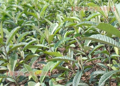 嫁接枇杷苗价格 枇杷苗哪里价格优惠 枇杷苗基地