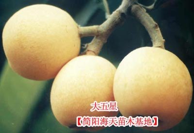枇杷苗,嫁接枇杷苗,枇杷苗哪里有卖