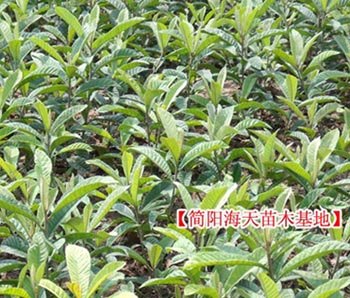 哪种枇杷苗最好 哪种枇杷最好吃