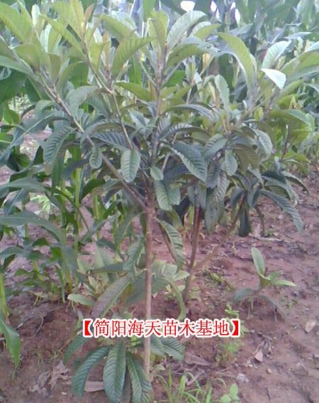 大五星枇杷苗如何种植 大五星枇杷如何管理