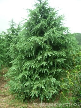常州香樟树价格
