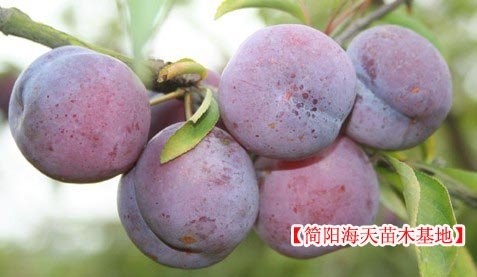 简阳海天果树苗，李子苗，脆红李子苗
