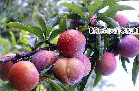 李子苗，李子树管理技术，脆红李子苗李子树防病虫害技术