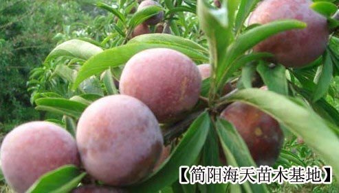 清脆李子苗，脆红李子苗批发，青脆李子苗基地