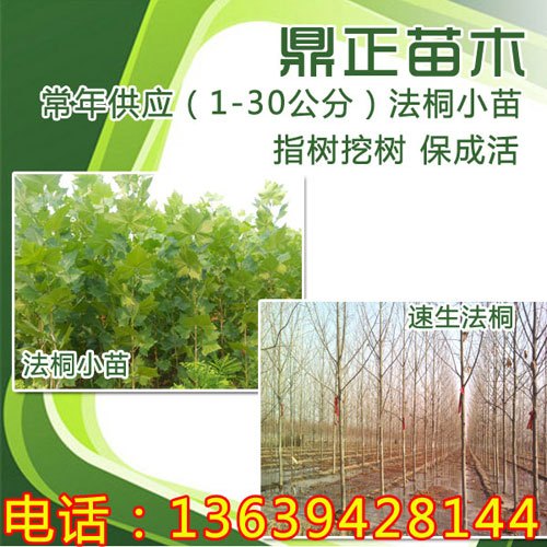 直径1.5公分速生法桐小苗价格最低