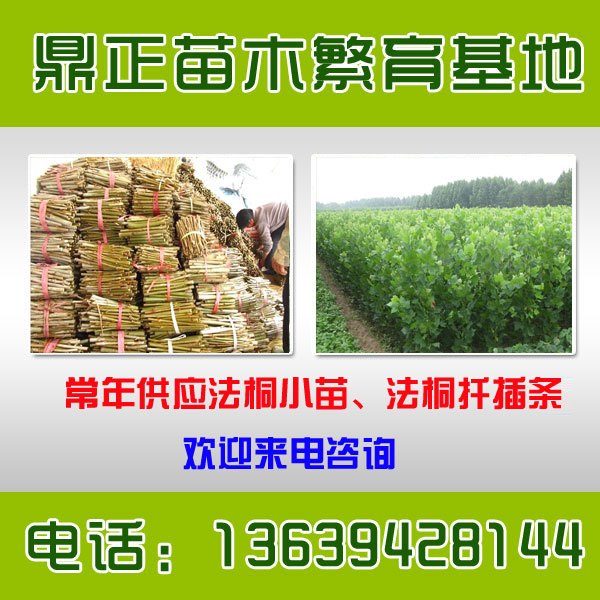 米径3公分速生法桐小苗价格多少钱