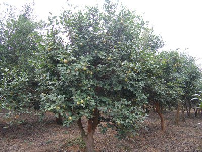 泉州优质的山茶油树·厂家直销