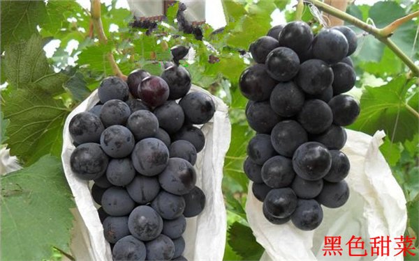黑色甜菜葡萄苗 黑色甜菜葡萄苗价格 黑色甜菜葡萄