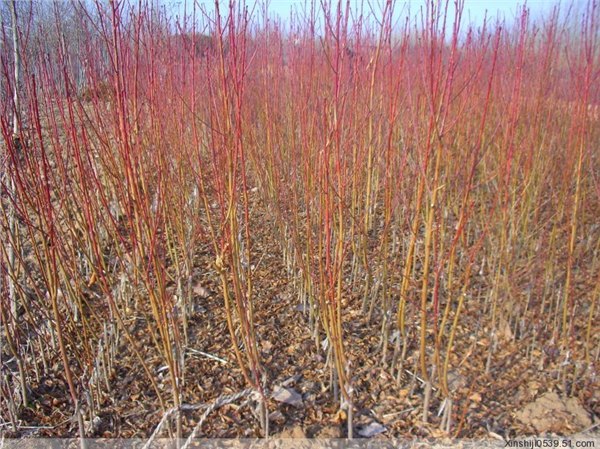 山桃苗，山杏苗，核桃苗，花椒苗，紫穗槐，速生杨，软枣苗