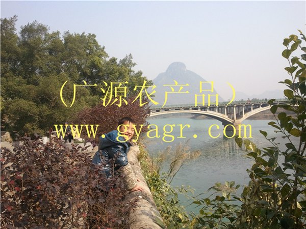 广西桂林柿饼出口龙头企业坚持纯生态农业道路