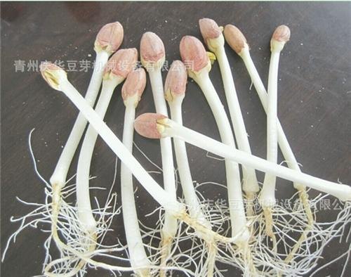 安徽合肥青州庆华豆芽机花生芽机豆芽机质量好性价比高豆芽机