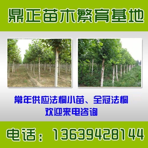 供应潍坊市山东法桐基地