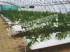 花卉大棚建设【花卉温室建设】花卉温室建造价格-晟