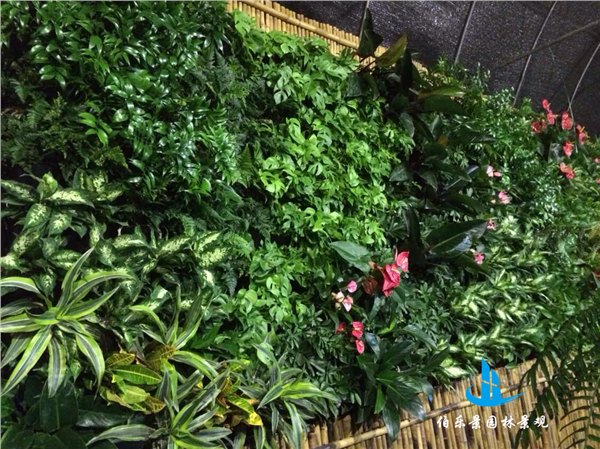 厦门植物墙制作公司 价格实惠【厦门伯乐景】专业施