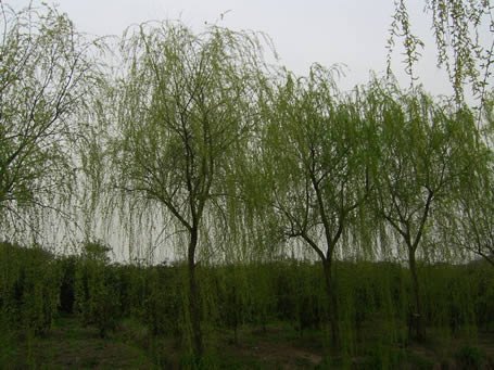 常州垂柳价格