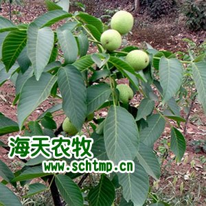 核桃苗木家哪家强，核桃苗批发，核桃营养价值，薄皮核桃批发