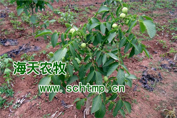 辽宁1号核桃苗，核桃苗苗圃批发，价格实惠核桃苗