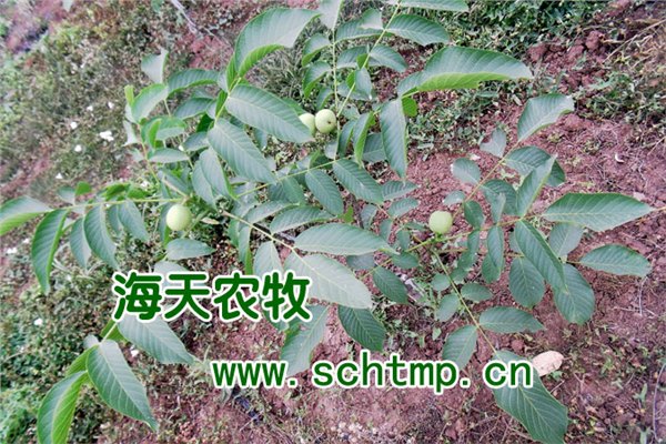 有哪些核桃苗，核桃苗的品种区别，哪种核桃苗更好