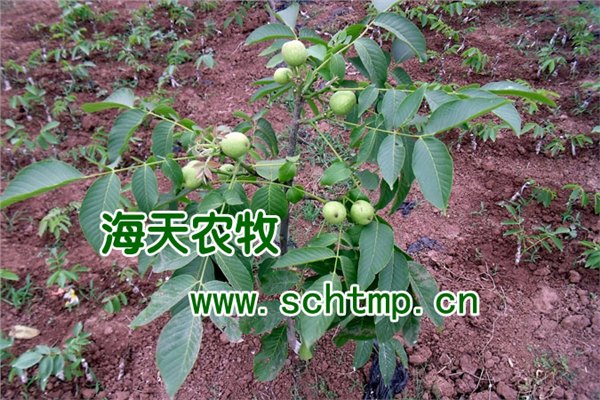 核桃新品种特点，美国核桃苗，高价值核桃