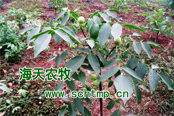 薄壳核桃价格走势，嫁接核桃苗栽植成活
