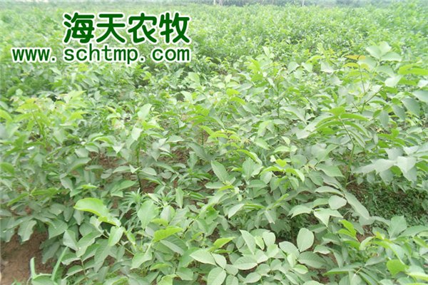 嫁接核桃果苗，核桃苗批发基地，核桃树栽植方