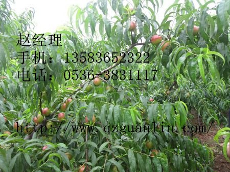 【香山红油桃苗】香山红油桃苗价格 香山红油桃苗批