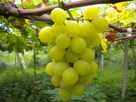 黄金蜜葡萄苗||山东黄金蜜葡萄苗||黄金蜜葡萄苗