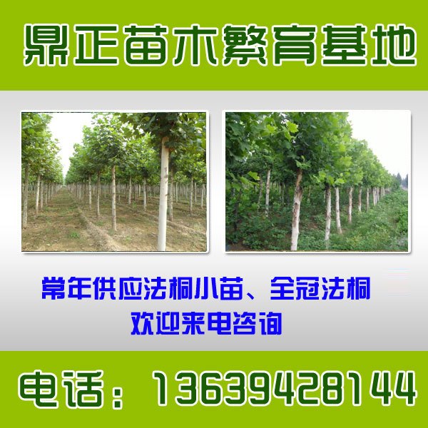 5公分速生法桐河南新乡价格
