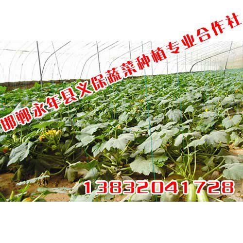 蔬菜种植基地【义保蔬菜】蔬菜种植
