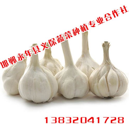 永年大蒜【义保蔬菜】有机蔬菜