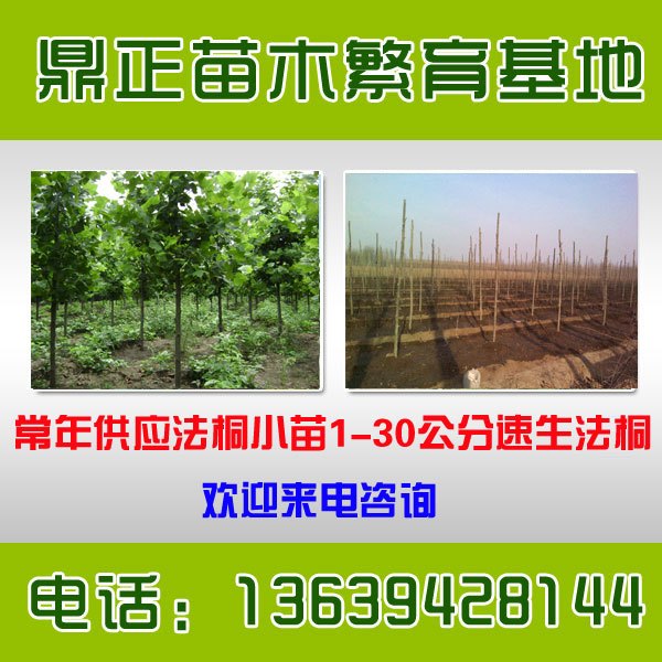 处理3公分速生法桐河南开封批发价