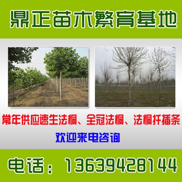胸径5-8公分法桐河南开封苗木基地价格