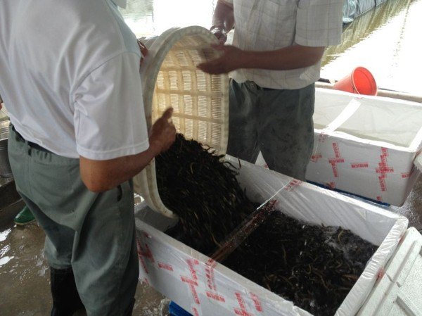 泥鳅繁殖技术培训,福建泥鳅养殖批发,水产养殖泥鳅