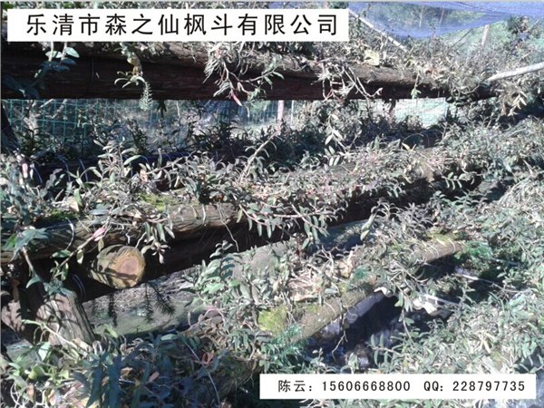 铁皮石斛适宜女性养颜