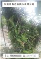 她，比冬虫夏草还要珍贵